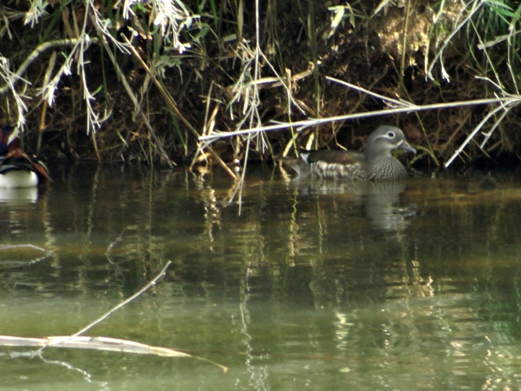 2014.03.25 泉自然公園　カタクリの花　未だチラホラ_d0118678_17464931.jpg