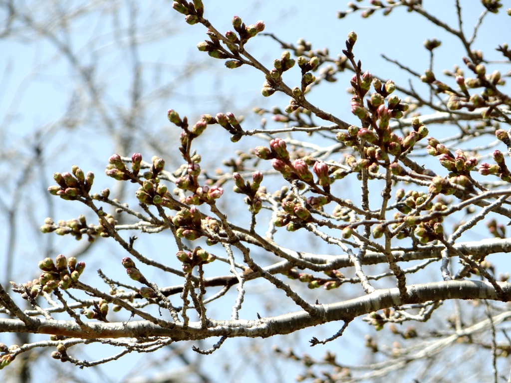 2014.03.25 泉自然公園　カタクリの花　未だチラホラ_d0118678_1748262.jpg