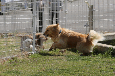 f0037378_20281027.gif