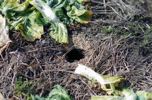 c0168780_19262367.jpg