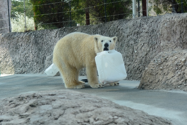 ２０１４年３月　ほぼ毎月とくしま動物園　その３ _a0052986_2239092.jpg