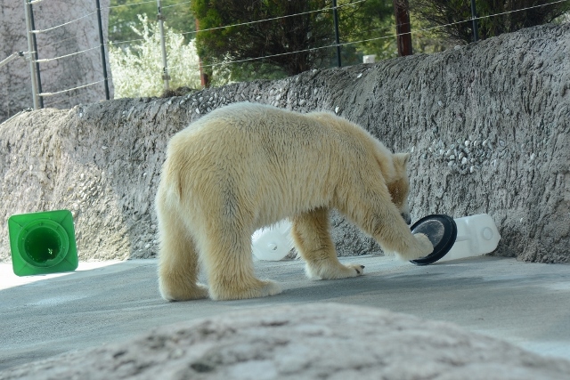 ２０１４年３月　ほぼ毎月とくしま動物園　その３ _a0052986_2253344.jpg