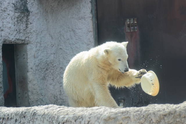 ２０１４年３月　ほぼ毎月とくしま動物園　その４_a0052986_23223715.jpg