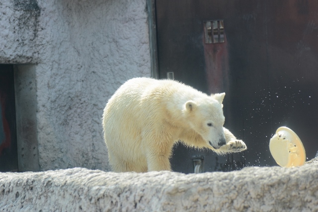 ２０１４年３月　ほぼ毎月とくしま動物園　その４_a0052986_2323028.jpg