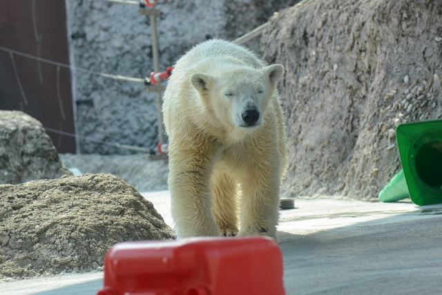 ２０１４年３月　ほぼ毎月とくしま動物園　その４_a0052986_2342587.jpg