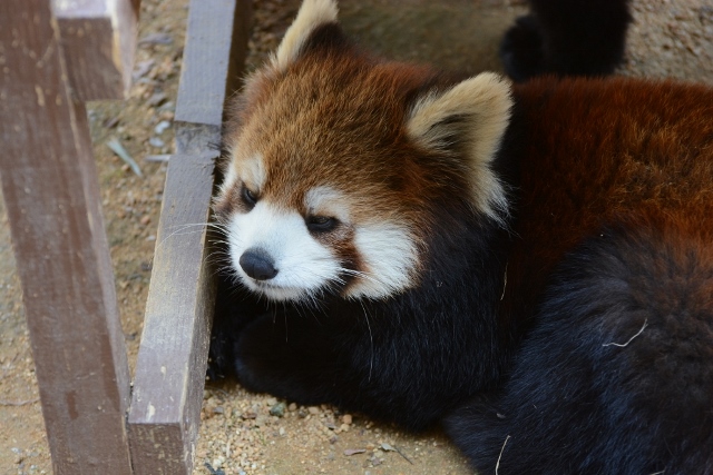 ２０１４年３月　ほぼ毎月とくしま動物園　その３ _a0052986_730502.jpg