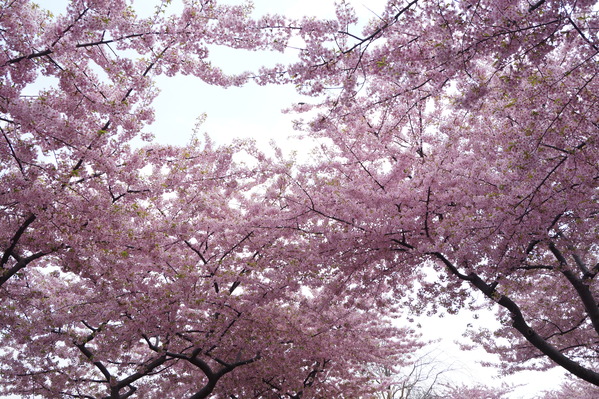 桜の季節です♪_c0192687_20542033.jpg