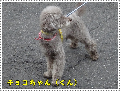 同じ材料で、鳥天とチキン南蛮_b0175688_22352566.jpg