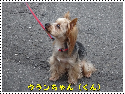 同じ材料で、鳥天とチキン南蛮_b0175688_22353793.jpg