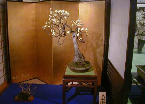 ●『大阪天満宮 盆梅と名宝展』その2_d0053294_2346291.jpg