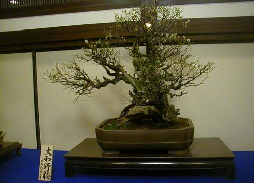 ●『大阪天満宮 盆梅と名宝展』その2_d0053294_23465778.jpg