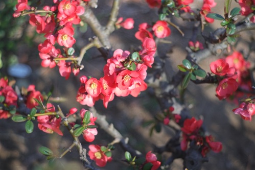 オールドレンズの練習＊ボケの花_e0205297_919327.jpg