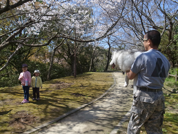 静かなる桜まつり♪_c0049299_459682.jpg