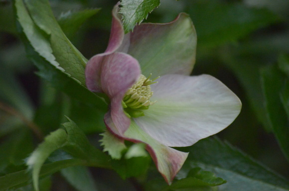 春風にクロッカスの花揺れ咲きぬ_a0288500_750724.jpg