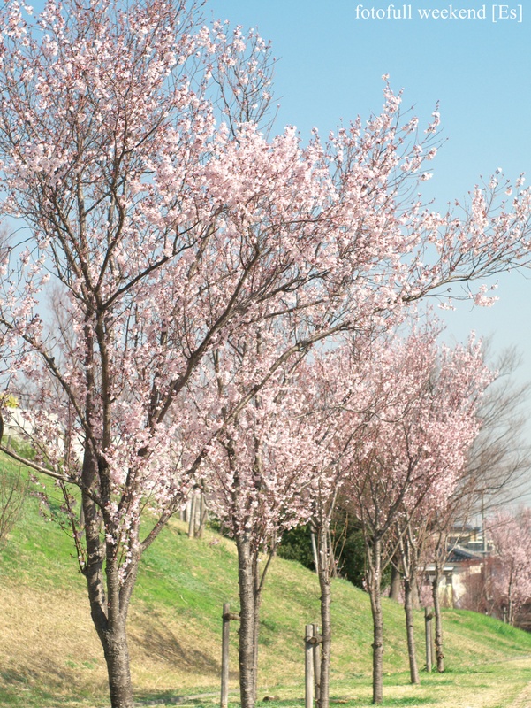 そろそろ桜 ②_b0138101_2141561.jpg