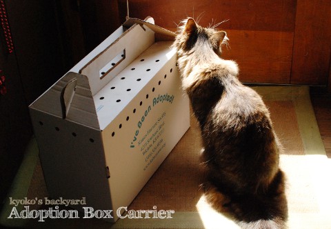 思い出の、Adoption Box Carrier_b0253205_439091.jpg