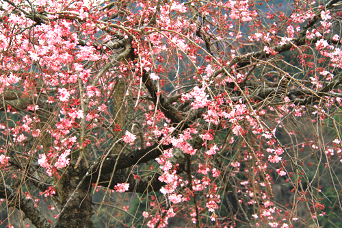 佐野植物園_b0014607_1327418.jpg