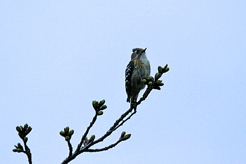 佐野植物園_b0014607_13281051.jpg