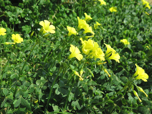 大黄花片喰 オオキバナカタバミ Arekore 大黄花片喰 オオキバナカタバミ Arekore