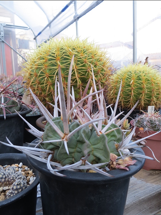 凄い刺の竜剣丸 : 生き物と道具 By 千葉の千太郎(千葉千)