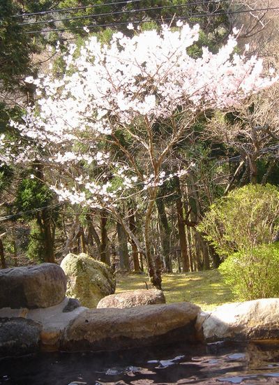 花見酒ならぬ花見風呂_e0234016_15495467.jpg