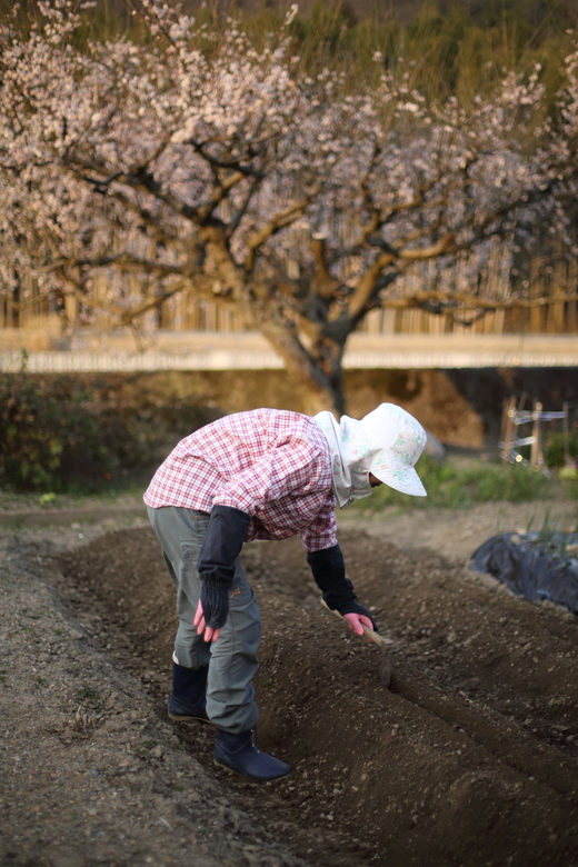 お父さんの梅の木_e0311229_0432992.jpg