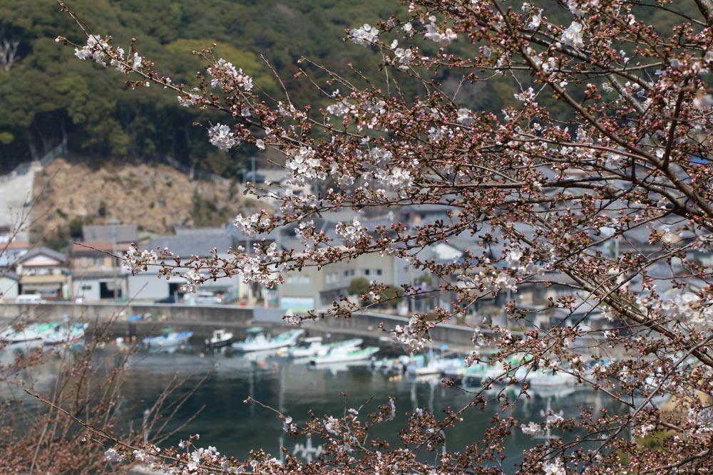 錦の散歩道　（3/25）_c0306638_1947335.jpg