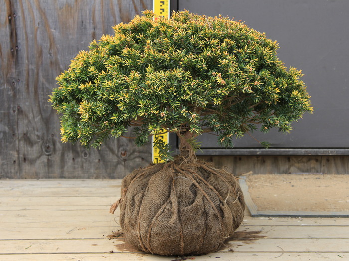 キンキャラ キンメキャラボク 玉仕立て 販売 画像 写真 価格 値段 庭木