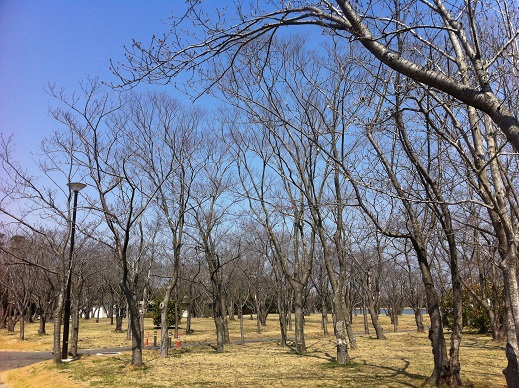 桜の開花状況!!_f0229750_10271484.jpg