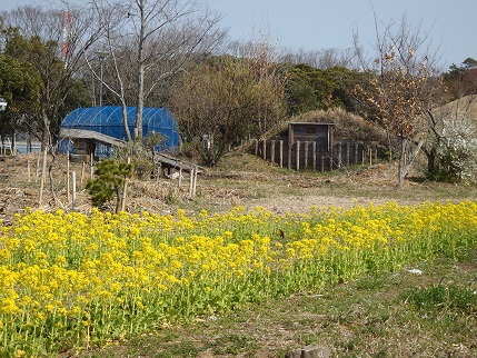 桜の開花状況!!_f0229750_10372415.jpg