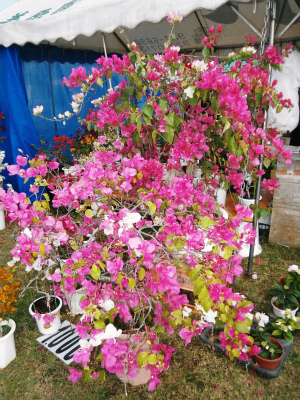 c0180460_16293599.jpg