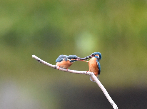 カワセミ＝求愛給餌が真っ盛り！！ : フォトダイアリー“The 野鳥
