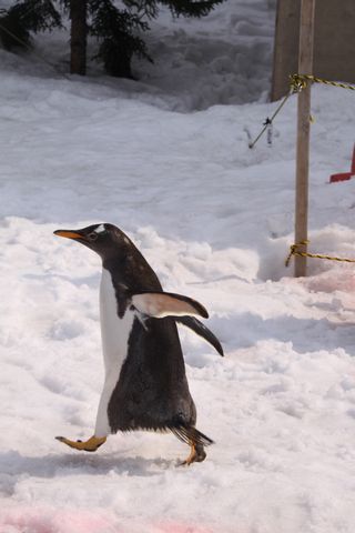 旭山動物園_f0107364_14265161.jpg