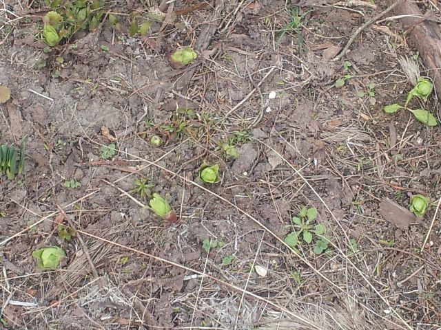 c0023165_11244998.jpg