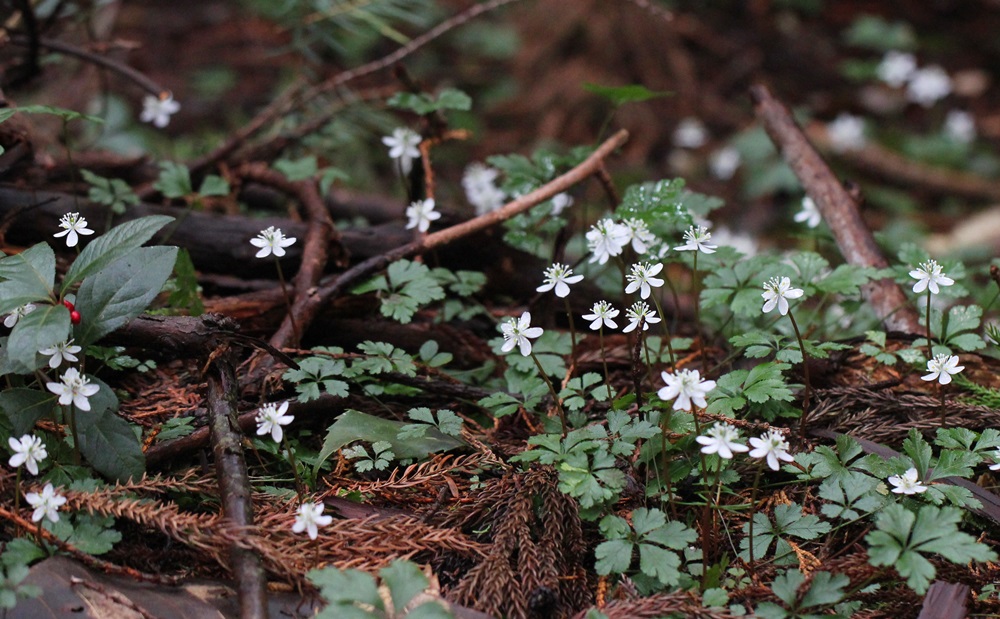 谷間の花_a0183666_6473222.jpg