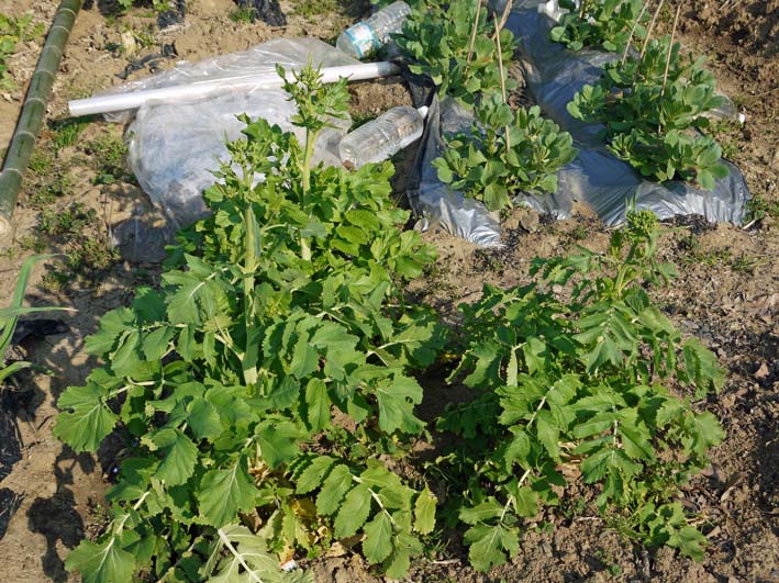 昨年と同じ3月25日にジャガイモとニンジンの発芽を確認_c0014967_8123661.jpg