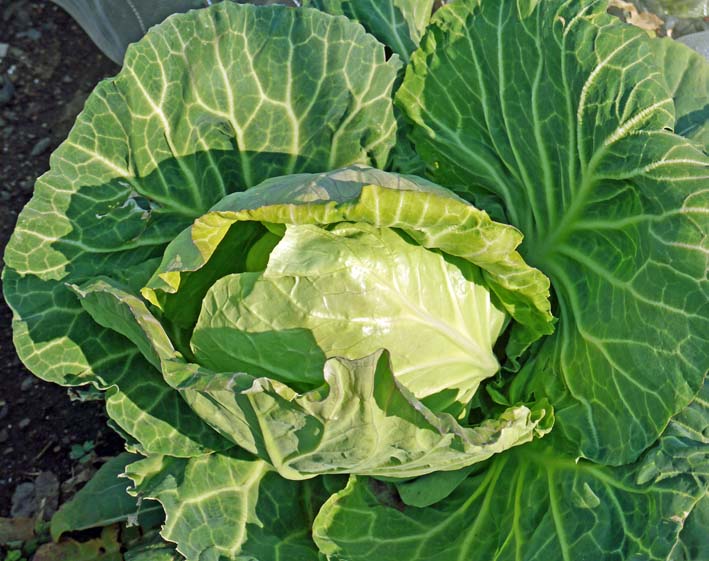 昨年と同じ3月25日にジャガイモとニンジンの発芽を確認_c0014967_8125156.jpg