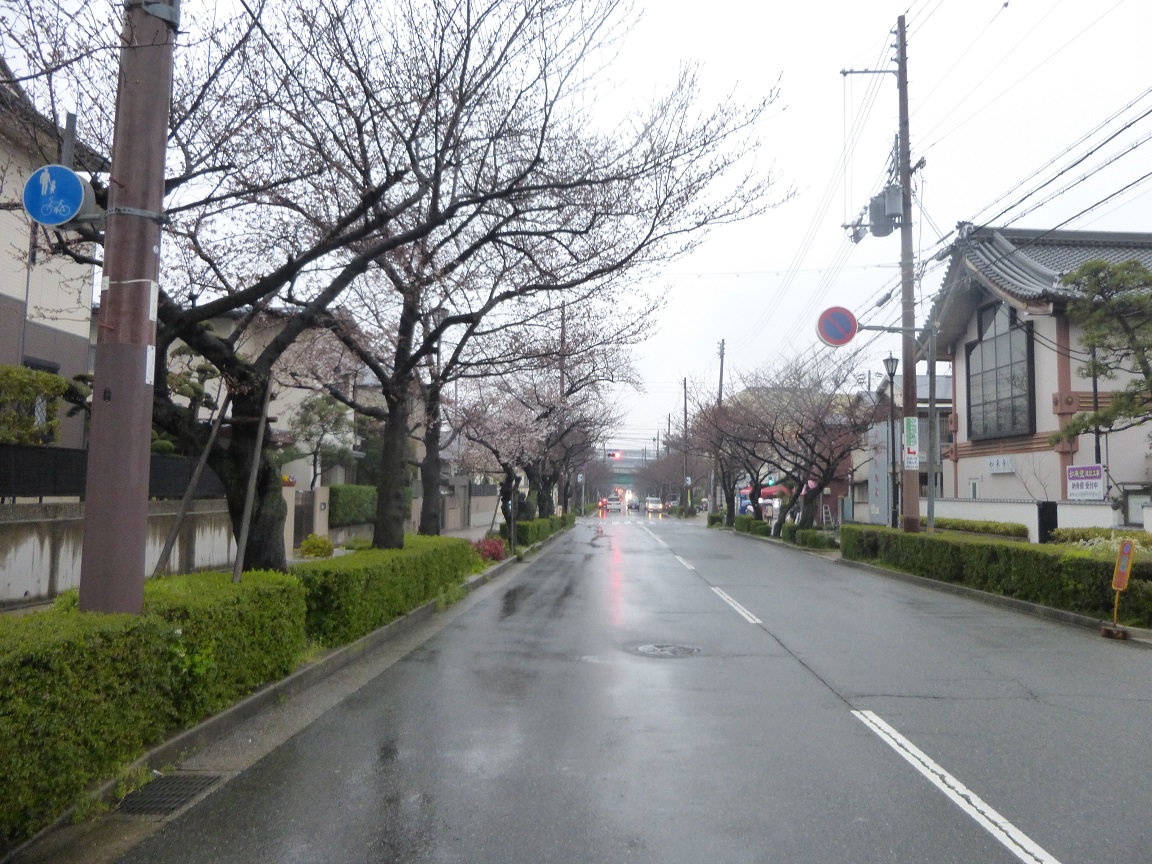 雨の桜通り_f0205367_1640845.jpg