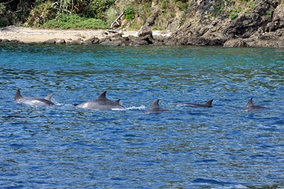 「第2弾 子供調査 イルカ・クジラ見つけ隊」_b0033573_14381268.jpg