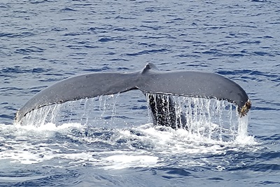「第2弾 子供調査 イルカ・クジラ見つけ隊」_b0033573_17084331.jpg