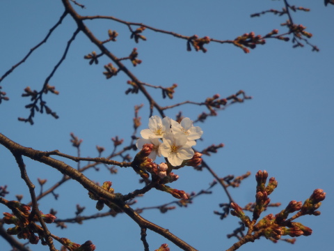 クロワッサン＆桜一房_f0052277_03415101.jpg