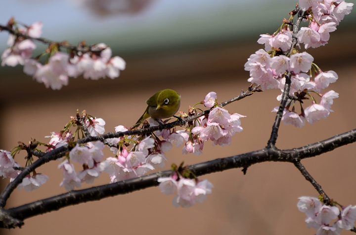 春です・・・♪_f0108478_20215930.jpg