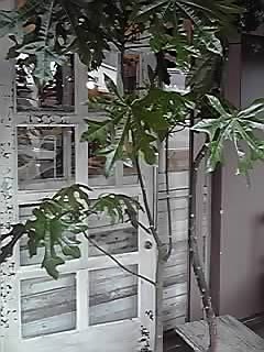 e0197983_1540297.jpg