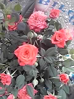 e0197983_15441843.jpg