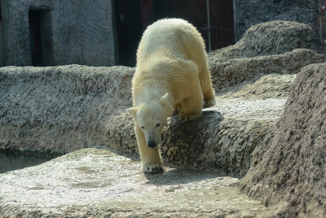 ２０１４年３月　ほぼ毎月とくしま動物園　その４_a0052986_725679.jpg