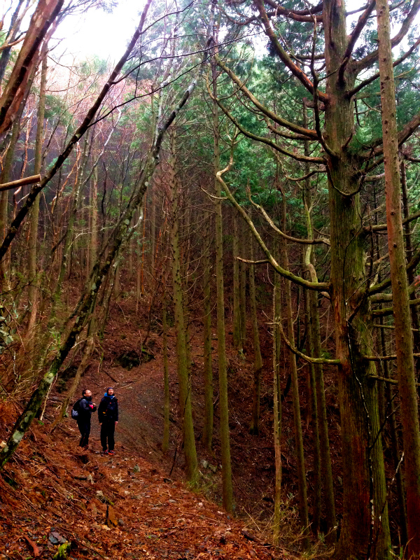 高知県安芸郡 Fastpacking in Noneyama 野根山街道 Day.2 2014/03/17-18_b0220886_23185057.jpg