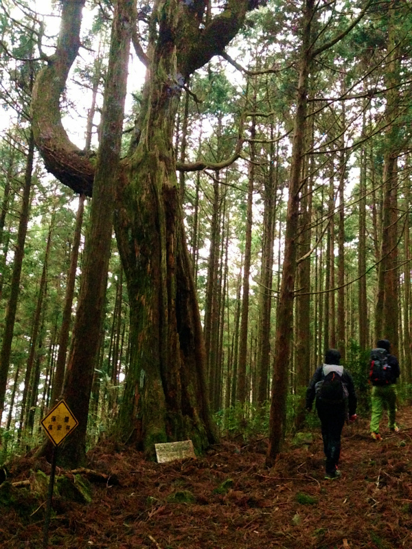 高知県安芸郡 Fastpacking in Noneyama 野根山街道 Day.2 2014/03/17-18_b0220886_2318560.jpg