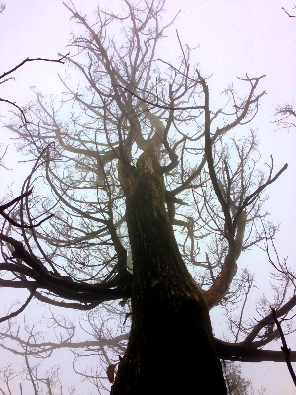 高知県安芸郡 Fastpacking in Noneyama 野根山街道 Day.2 2014/03/17-18_b0220886_23283749.jpg