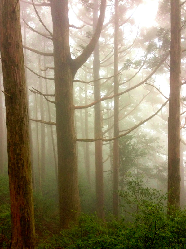 高知県安芸郡 Fastpacking in Noneyama 野根山街道 Day.2 2014/03/17-18_b0220886_23293889.jpg