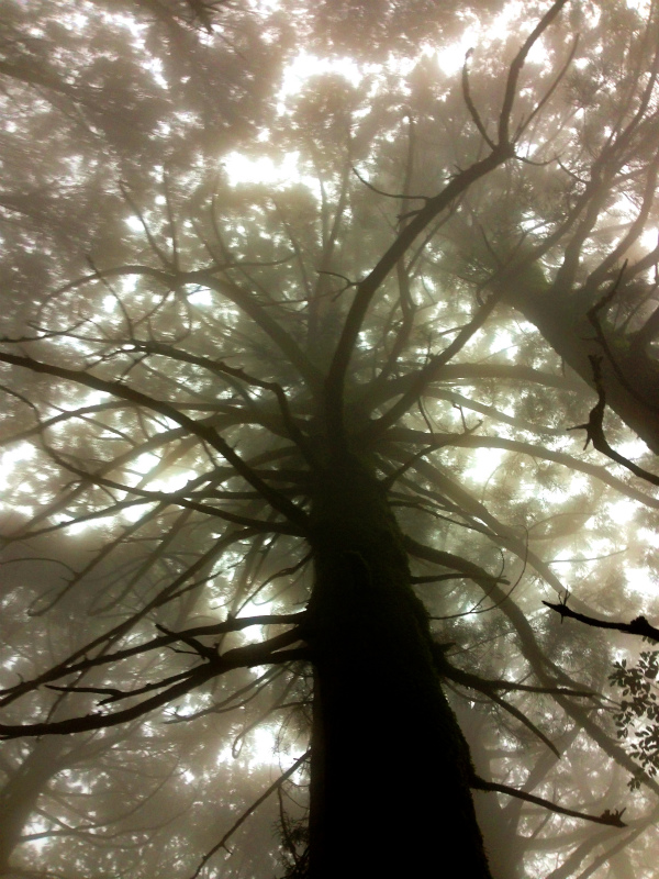 高知県安芸郡 Fastpacking in Noneyama 野根山街道 Day.2 2014/03/17-18_b0220886_23294886.jpg